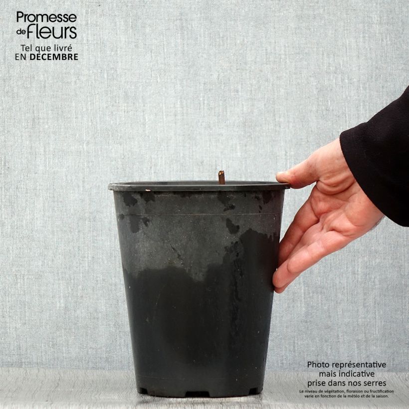 Amostra de Pivoine lactiflora Jan van Leeuwen Vaso de 3 L/4 L tal como entregue no inverno