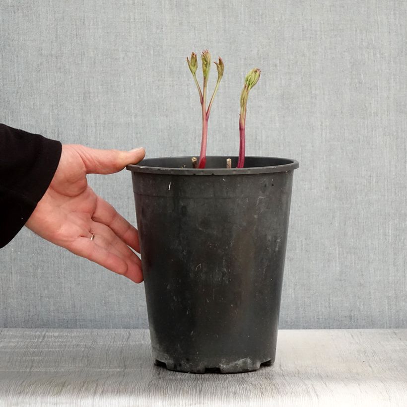 Amostra de Peónia chinesa Jan van Leeuwen Vaso de 3 L/4 L tal como entregue na primavera