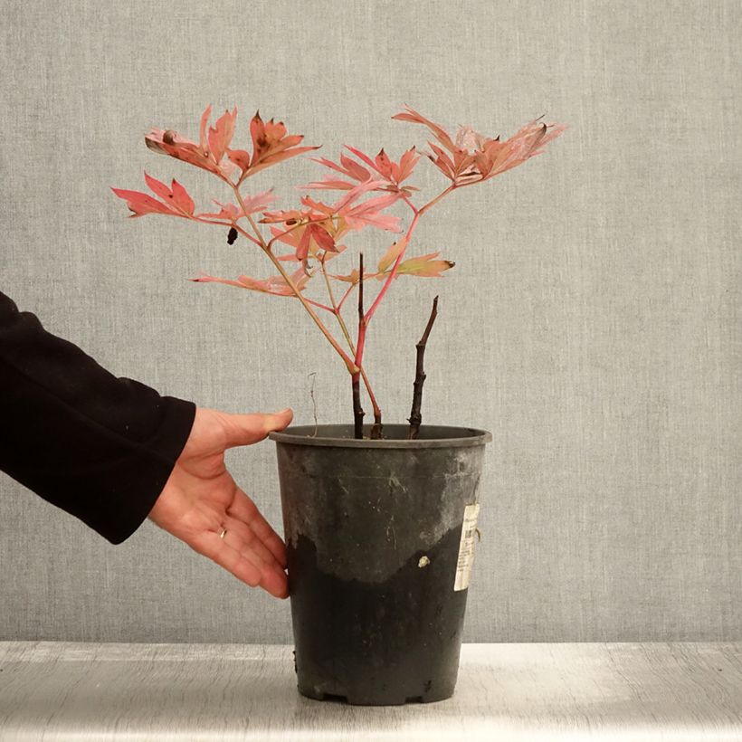 Amostra de Pivoine lactiflora Kansas Pot de 3L/4L tal como entregue no outono