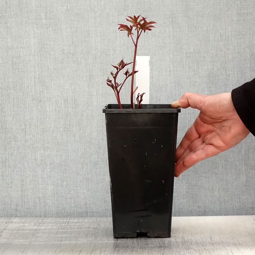 Amostra de Peónia chinesa Kansas Vaso de 3 L/4 L tal como entregue na primavera