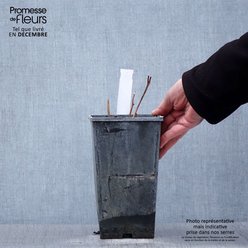 Amostra de Peónia chinesa Karl Rosenfield Vaso de 3 L/4 L tal como entregue no inverno