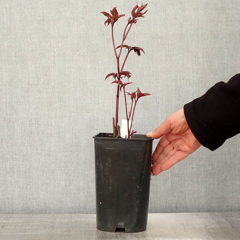 Amostra de Peónia chinesa Karl Rosenfield Vaso de 3 L/4 L tal como entregue na primavera