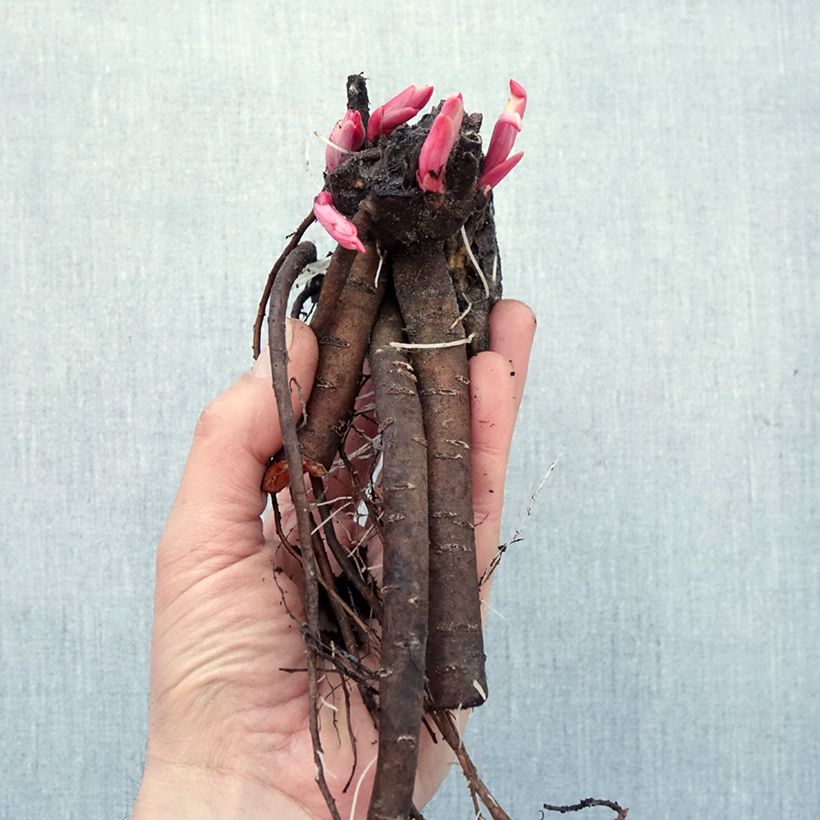 Amostra de Peónia chinesa Katarina Fontaine Raízes nuas tal como entregue no inverno