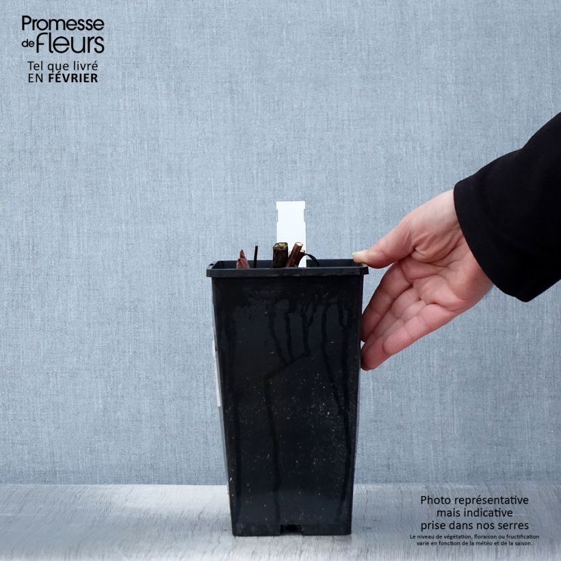 Amostra de Pivoine lactiflora King's Day Vaso de 3 L/4 L tal como entregue no inverno