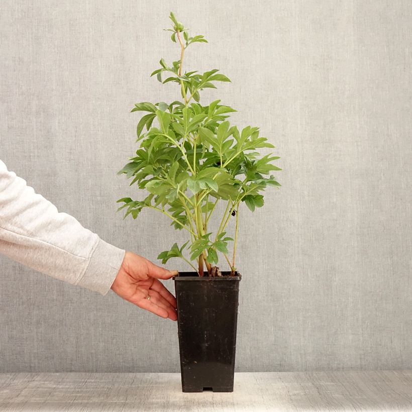 Amostra de Peónia chinesa King's Day Vaso de 3 L/4 L tal como entregue na primavera