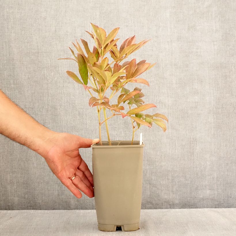 Amostra de Peónia chinesa Lady Alexandra Duff Vaso de 3 L/4 L tal como entregue no verão