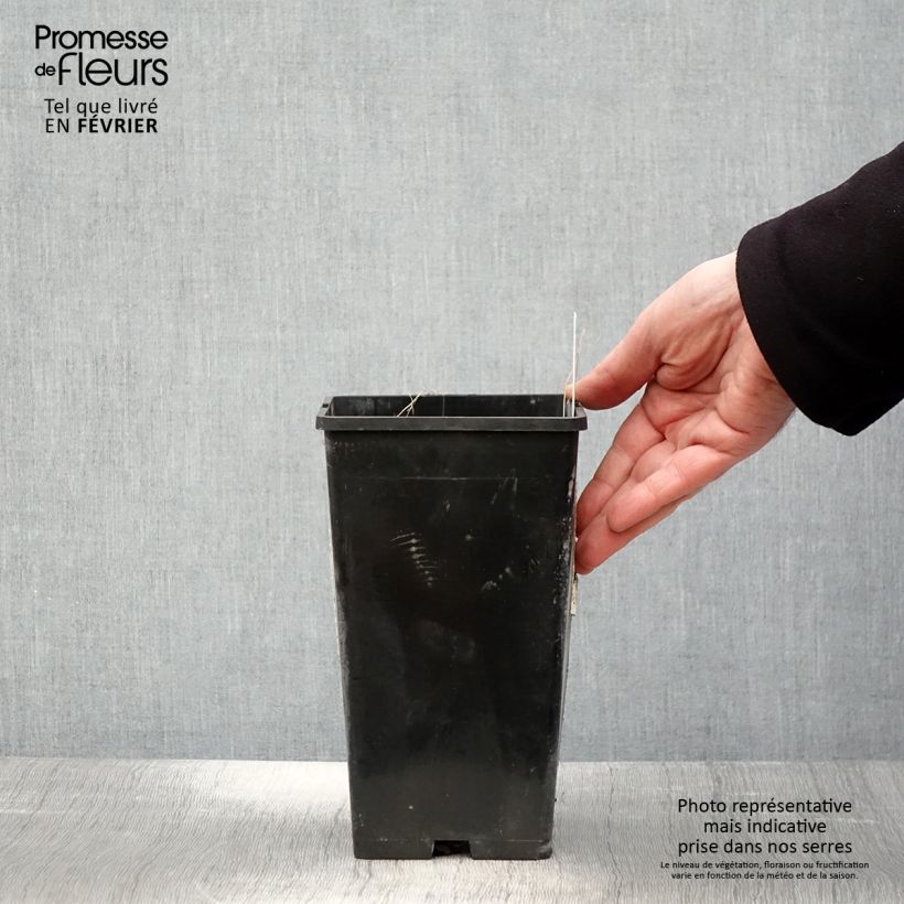 Amostra de Pivoine lactiflora Lady Alexandra Duff Pot de 3L/4L tal como entregue no inverno