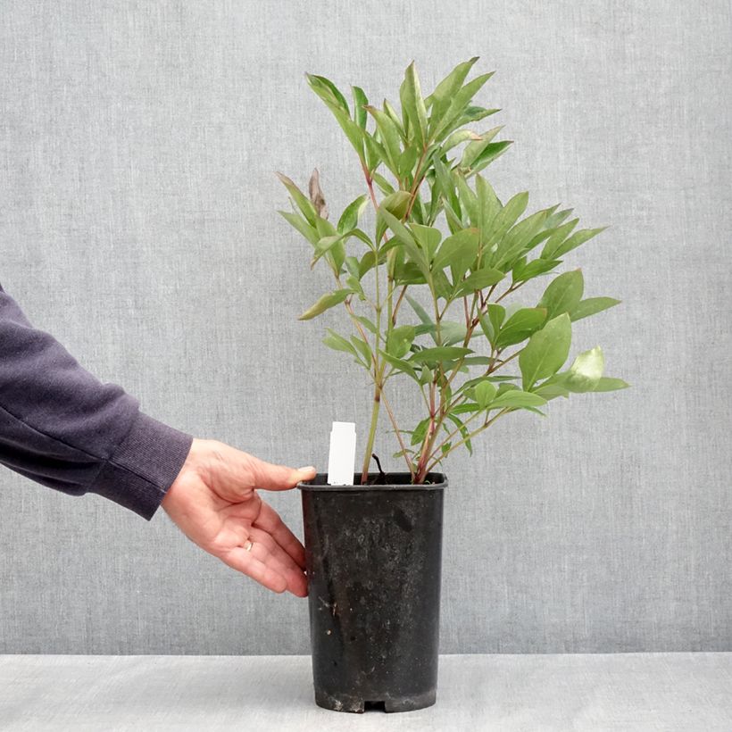 Amostra de Peónia chinesa Lady Alexandra Duff Vaso de 3 L/4 L tal como entregue na primavera