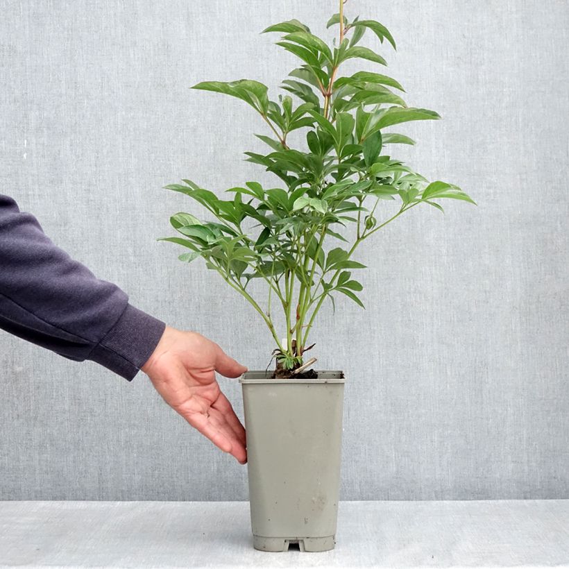 Amostra de Pivoine lactiflora Lady Orchid Vaso de 3 L/4 L tal como entregue na primavera