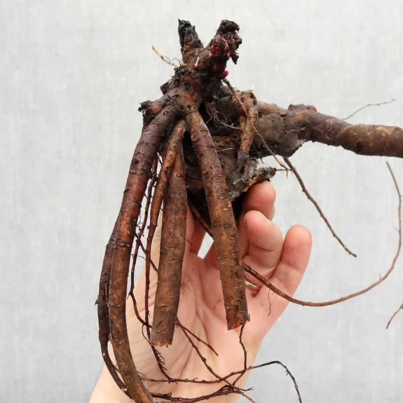 Amostra de Pivoine lactiflora Lady Orchid Cepo 3/5 olhos tal como entregue no inverno