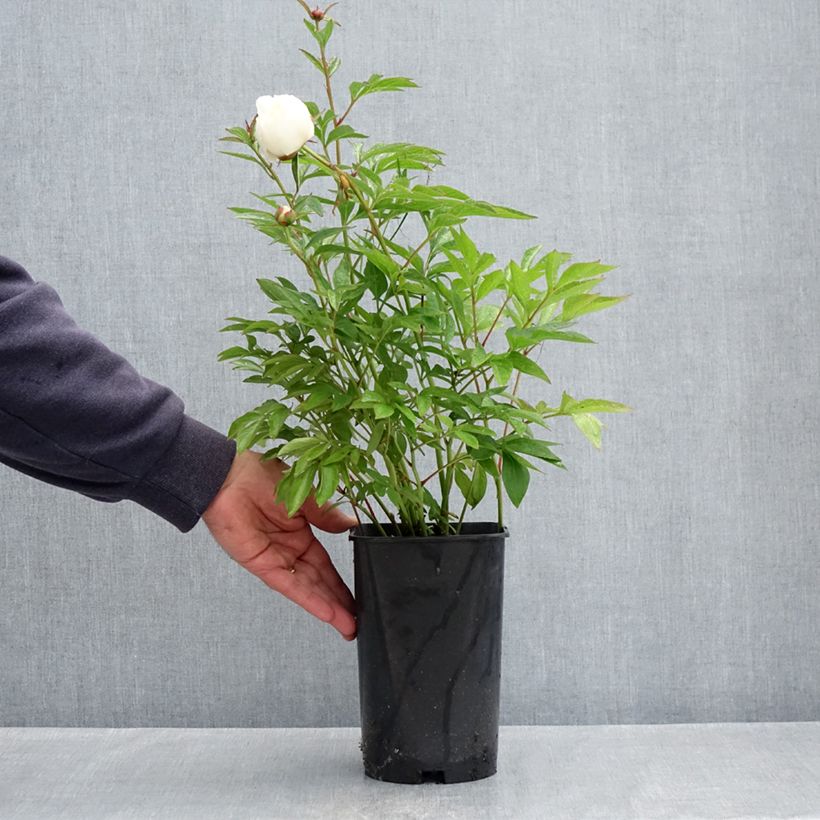 Amostra de Peónia chinesa Lancaster Imperial Vaso de 4 L/5 L tal como entregue na primavera