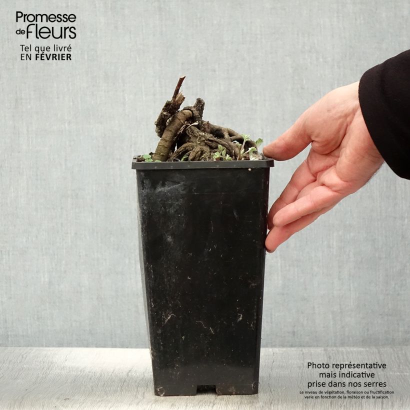 Amostra de Pivoine lactiflora Laura Dessert Vaso de 3 L/4 L tal como entregue no inverno