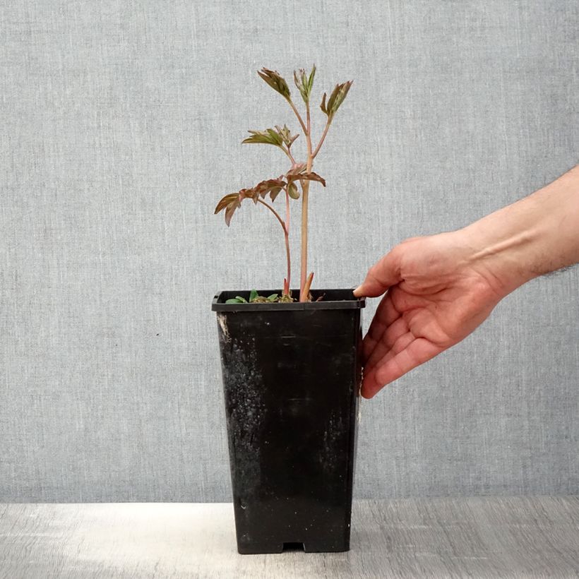 Amostra de Peónia chinesa Laura Dessert Vaso de 3 L/4 L tal como entregue na primavera