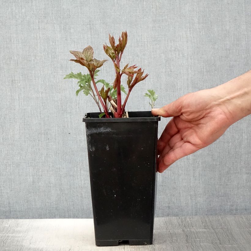 Amostra de Peónia chinesa Lemon Chiffon Vaso de 3 L/4 L tal como entregue na primavera