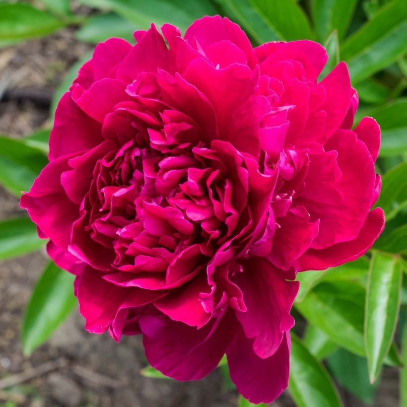 Peónia chinesa Paeonia (Floração)