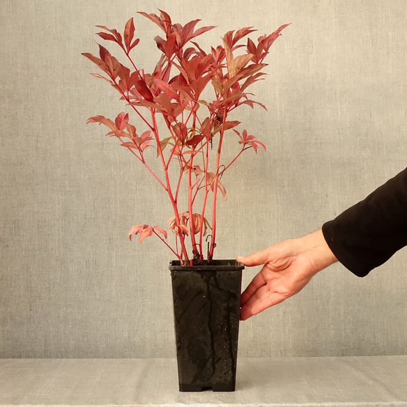 Amostra de Peónia chinesa Paeonia Vaso de 3 L/4 L tal como entregue no outono