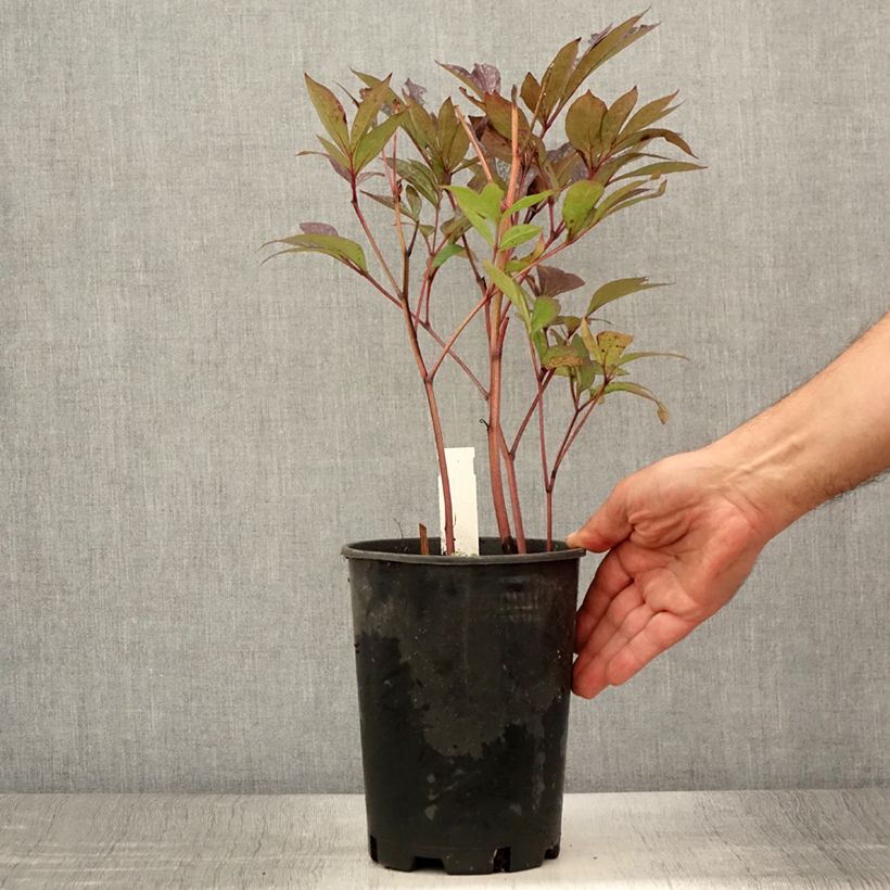 Amostra de Peónia chinesa Paeonia Vaso de 3 L/4 L tal como entregue no verão