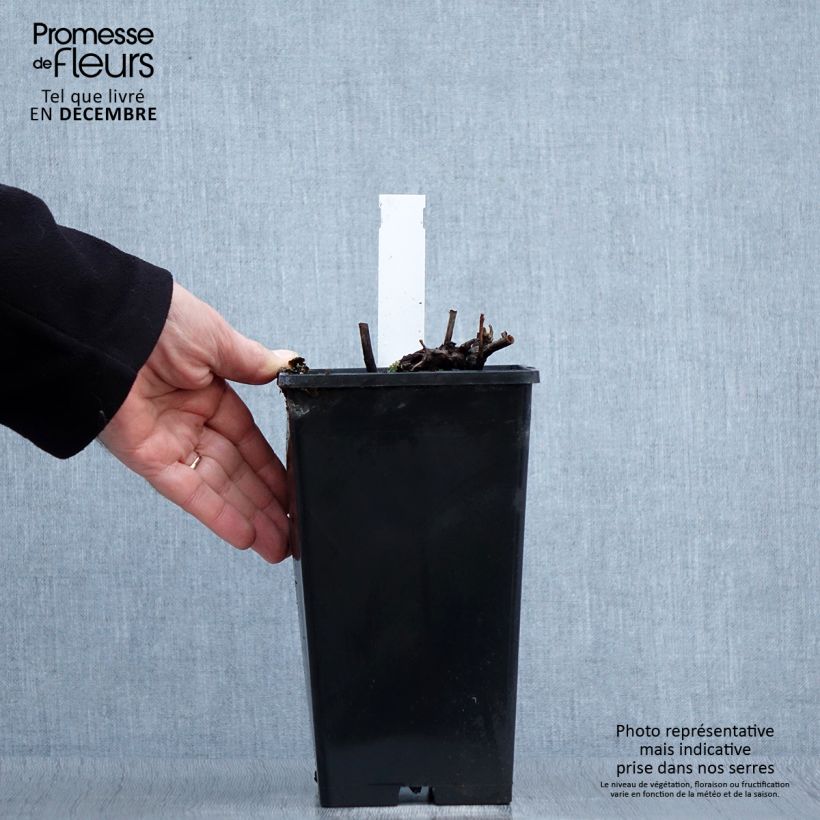 Amostra de Pivoine lactiflora Louis Van Houtte Vaso de 3 L/4 L tal como entregue no inverno