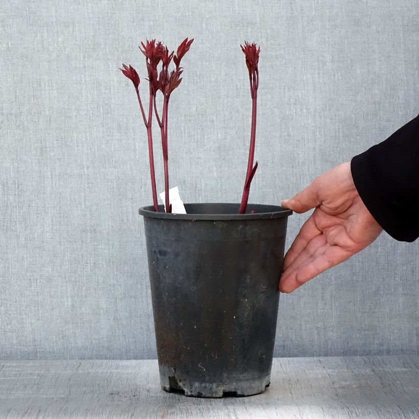 Amostra de Peónia chinesa Paeonia Vaso de 3 L/4 L tal como entregue na primavera