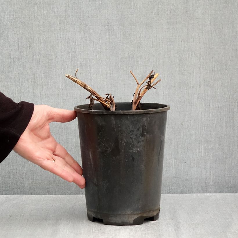 Amostra de Peónia chinesa Madame Emile Debatène Vaso de 3 L/4 L tal como entregue no outono