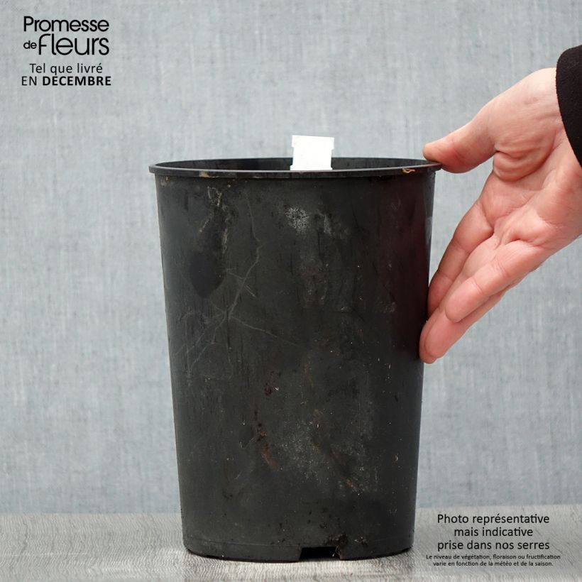 Amostra de Peónia chinesa Madame Emile Debatène Vaso de 3 L/4 L tal como entregue no inverno