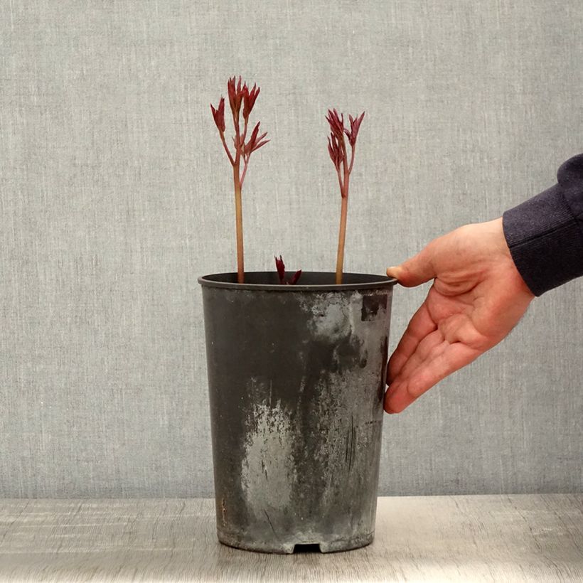 Amostra de Peónia chinesa Madame Emile Debatène Vaso de 3 L/4 L tal como entregue na primavera