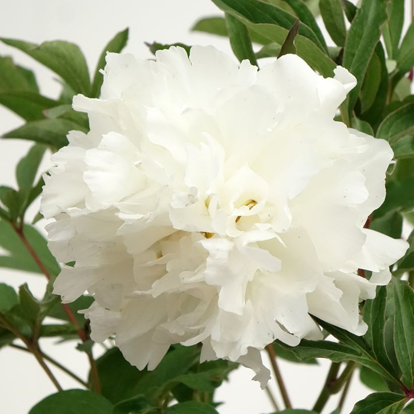 Peónia chinesa Mistress (Floração)