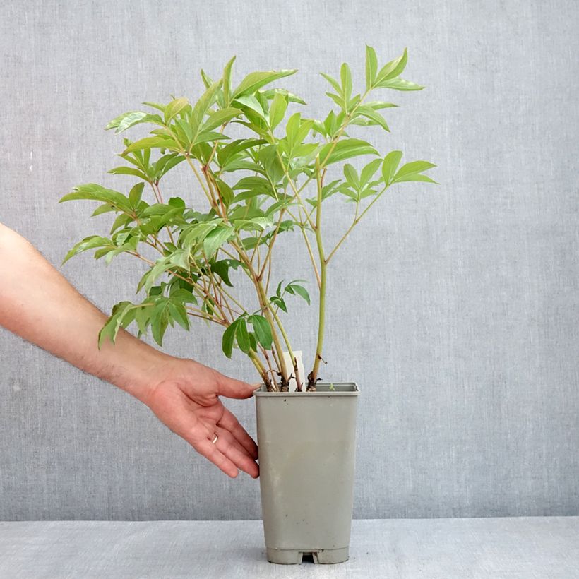 Amostra de Pivoine lactiflora Mistress Pot de 4L/5L tal como entregue na primavera