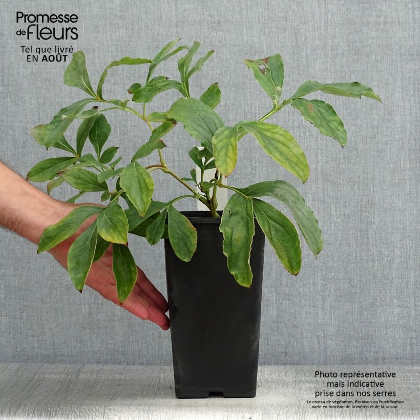 Amostra de Peónia chinesa Monsieur Jules Elie Vaso de 3 L/4 L tal como entregue no verão