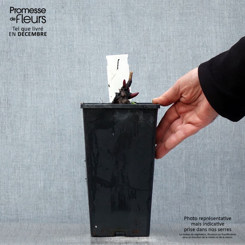 Amostra de Peónia chinesa Monsieur Jules Elie Vaso de 3 L/4 L tal como entregue no inverno