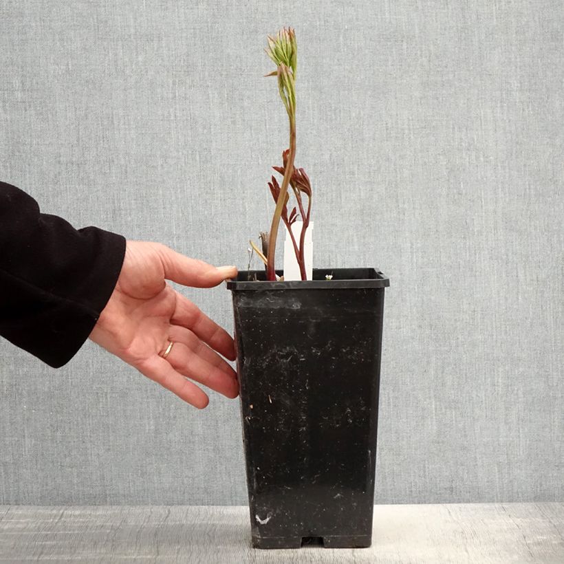 Amostra de Peónia chinesa Monsieur Jules Elie Vaso de 3 L/4 L tal como entregue na primavera