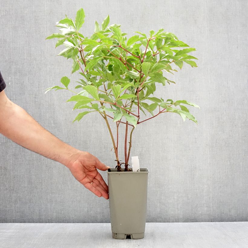 Amostra de Pivoine lactiflora Morning Kiss Pot de 3L/4L tal como entregue na primavera