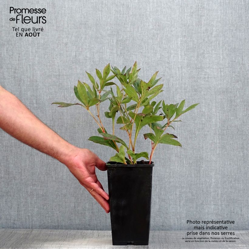 Amostra de Peónia chinesa Mother's Choice Vaso de 3 L/4 L tal como entregue no verão