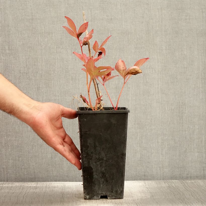 Amostra de Pivoine lactiflora Mother's Choice Pot de 3L/4L tal como entregue no outono