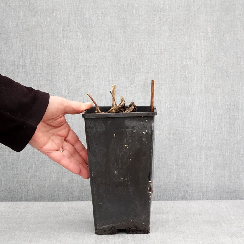 Amostra de Pivoine lactiflora Neon Vaso de 3 L/4 L tal como entregue no inverno