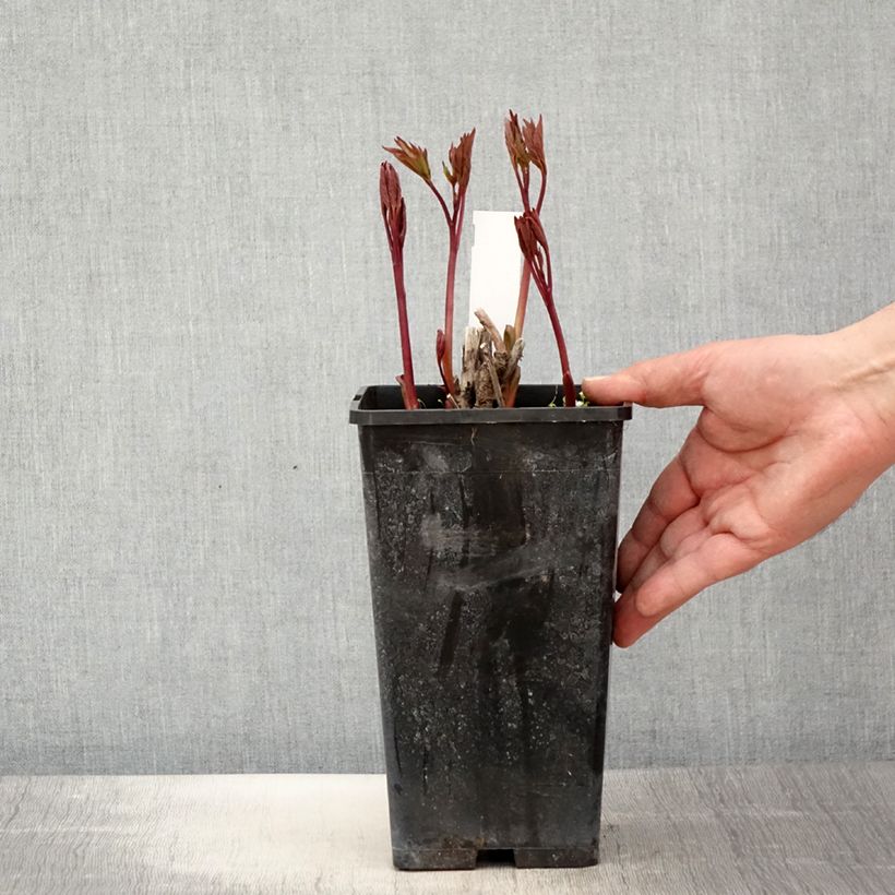 Amostra de Peónia chinesa Neon Vaso de 3 L/4 L tal como entregue na primavera