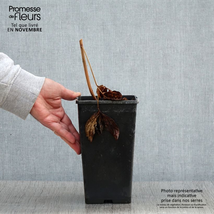 Amostra de Pivoine lactiflora Nippon Beauty Pot de 3L/4L tal como entregue no outono