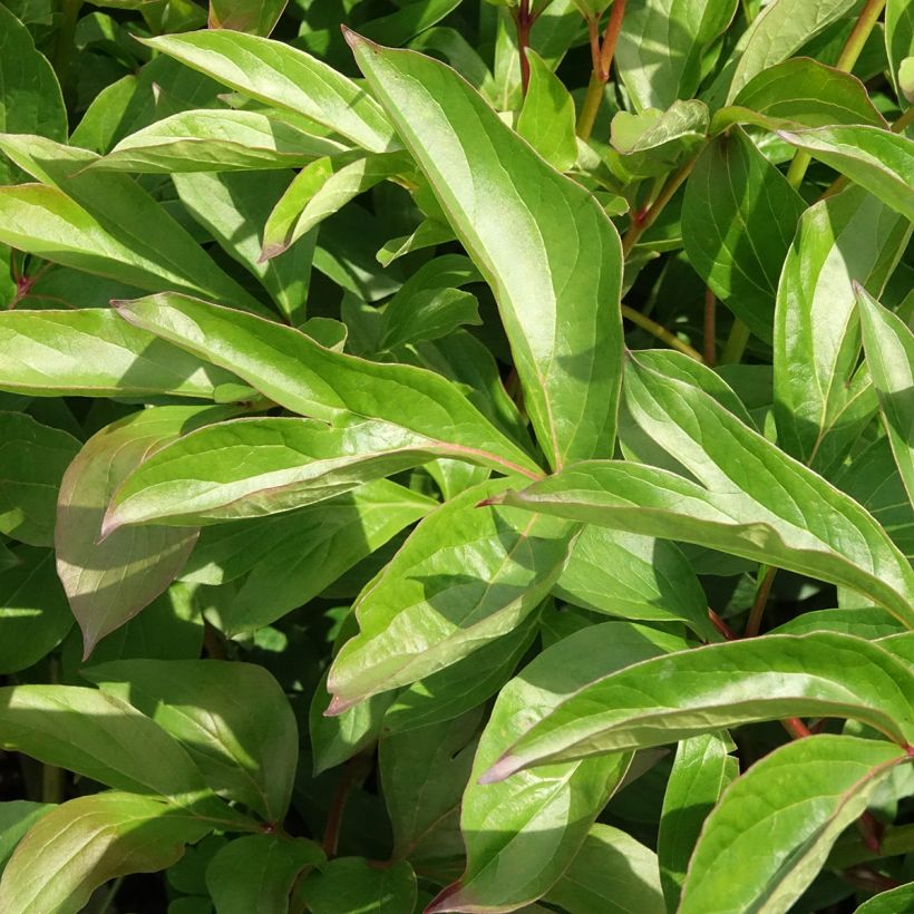 Peónia chinesa Nymphe (Folhagem)