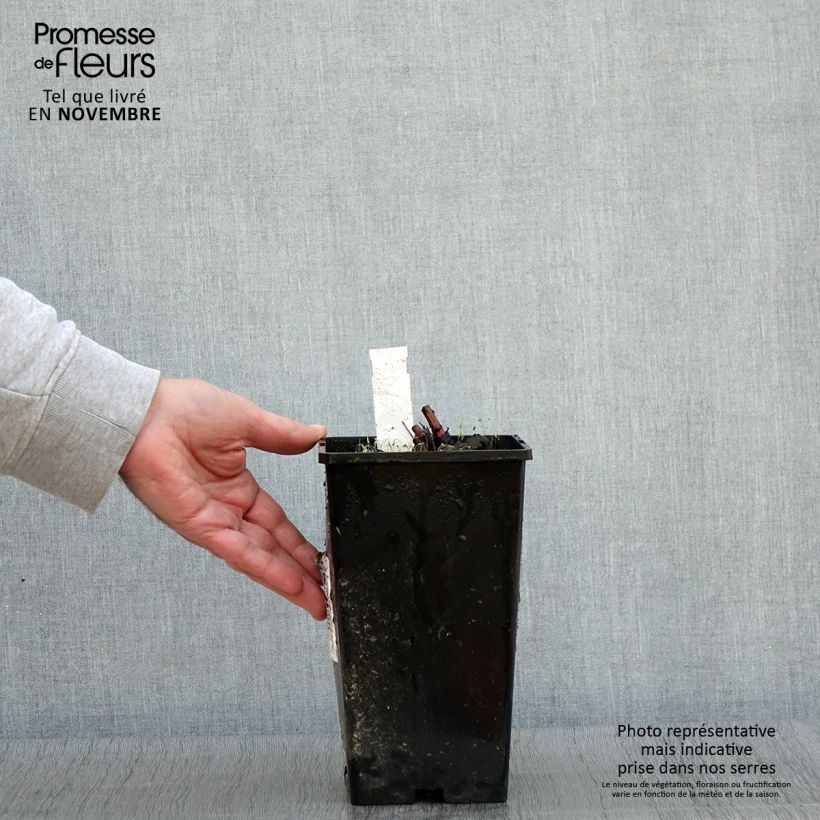Amostra de Peónia chinesa Nymphe Vaso de 3 L/4 L tal como entregue no outono
