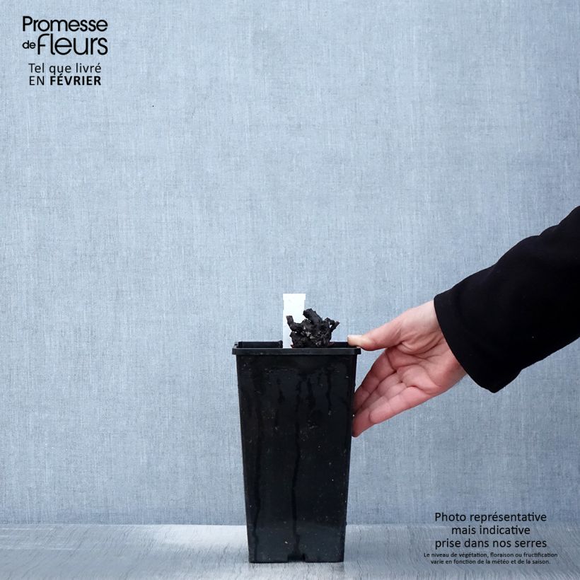 Amostra de Peónia chinesa Nymphe Vaso de 3 L/4 L tal como entregue no inverno