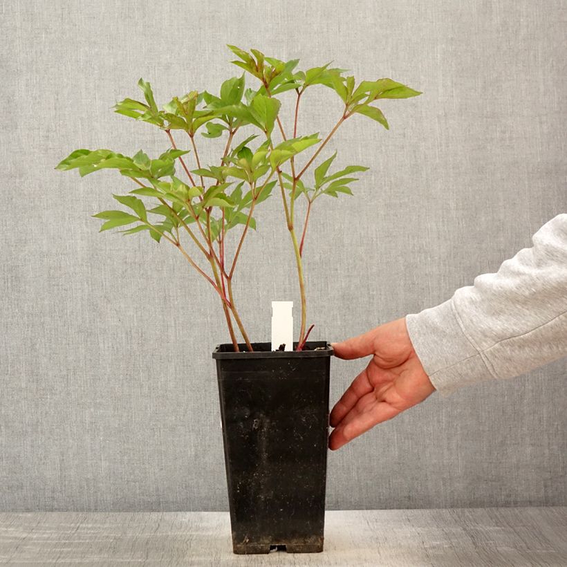 Amostra de Peónia chinesa Nymphe Vaso de 3 L/4 L tal como entregue na primavera