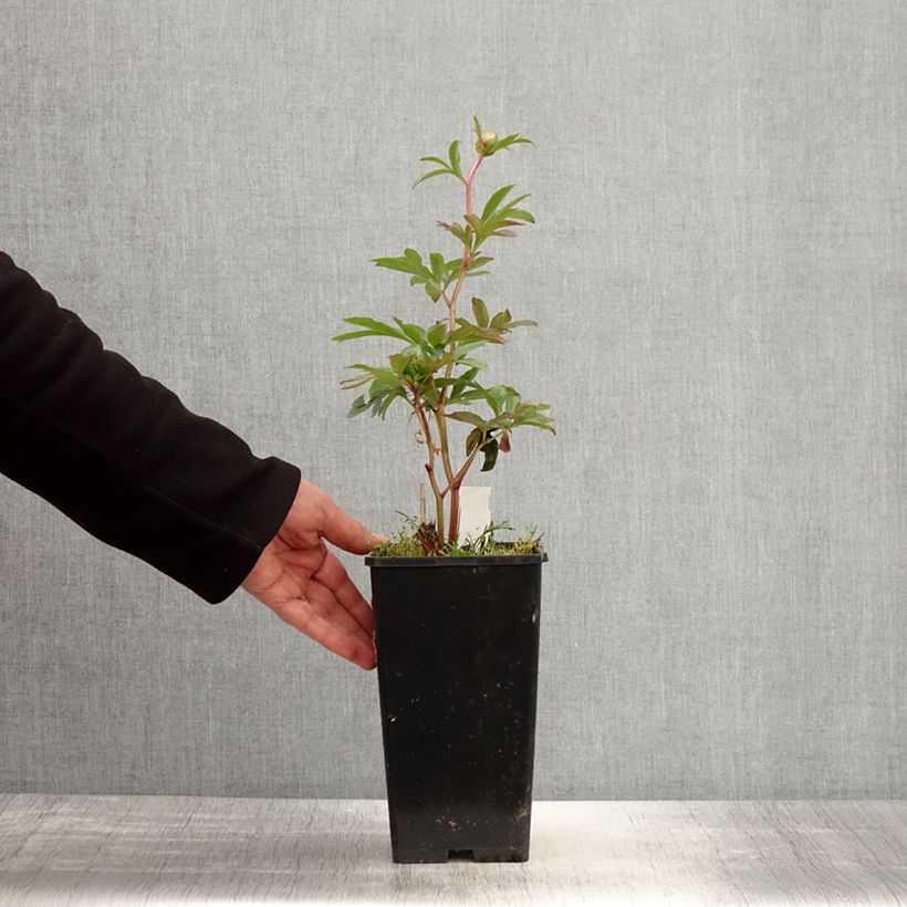 Amostra de Pivoine lactiflora Pink Hawaiian Coral Vaso de 3 L/4 L tal como entregue na primavera