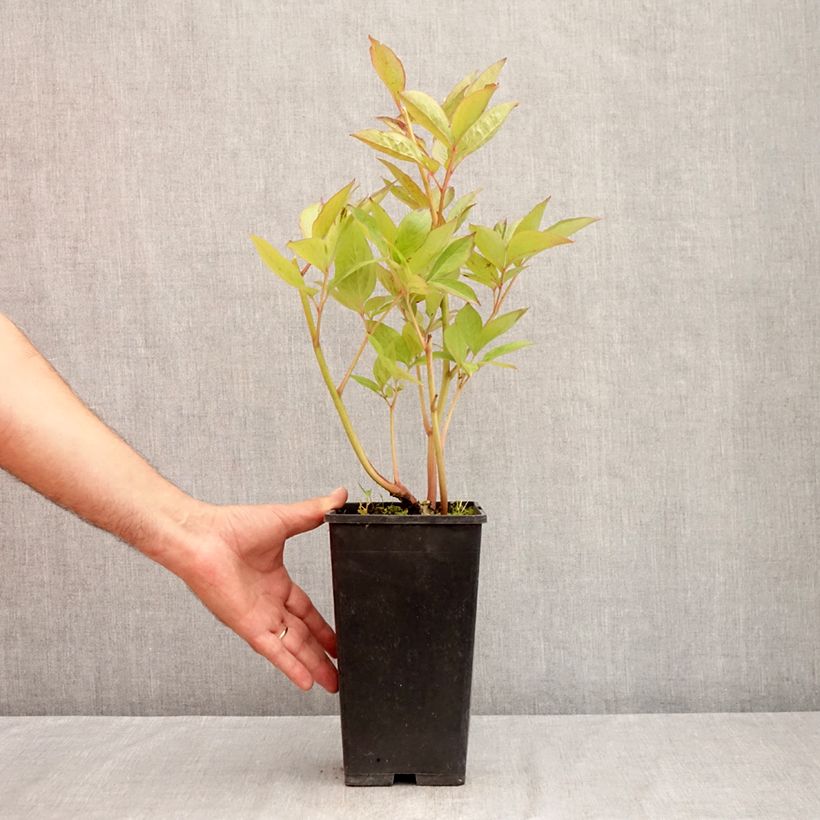 Amostra de Pivoine lactiflora Pink Vanguard Pot de 4L/5L tal como entregue no verão