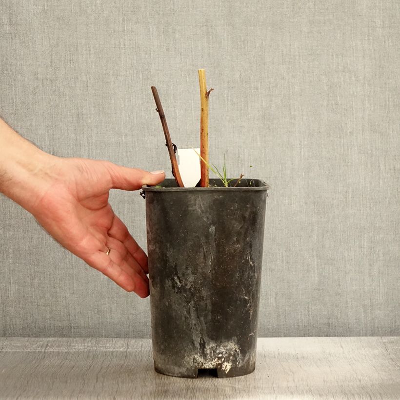 Amostra de Peónia chinesa Primevère Vaso de 3 L/4 L tal como entregue no outono