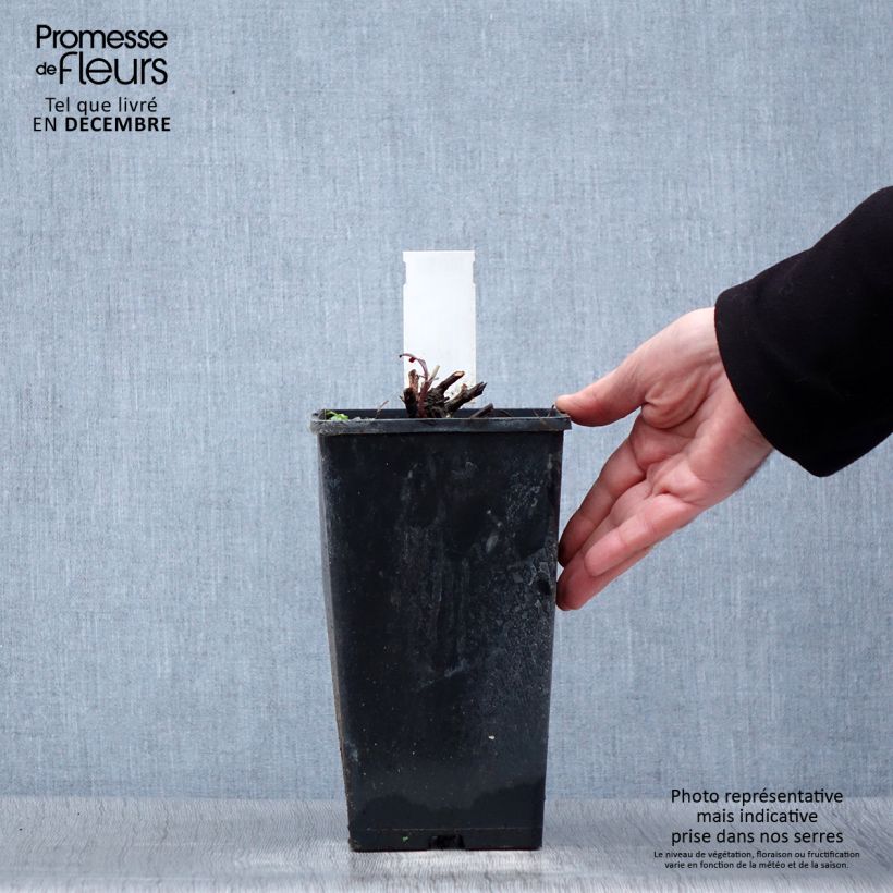 Amostra de Pivoine lactiflora Primevère  Vaso de 3 L/4 L tal como entregue no inverno