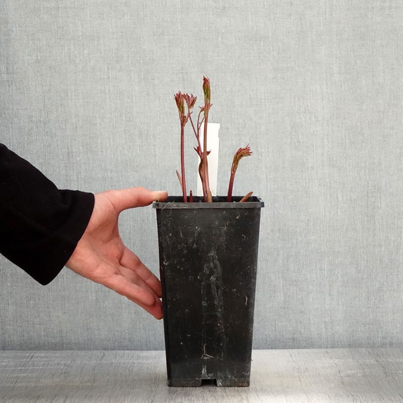 Amostra de Peónia chinesa Primevère Vaso de 3 L/4 L tal como entregue na primavera