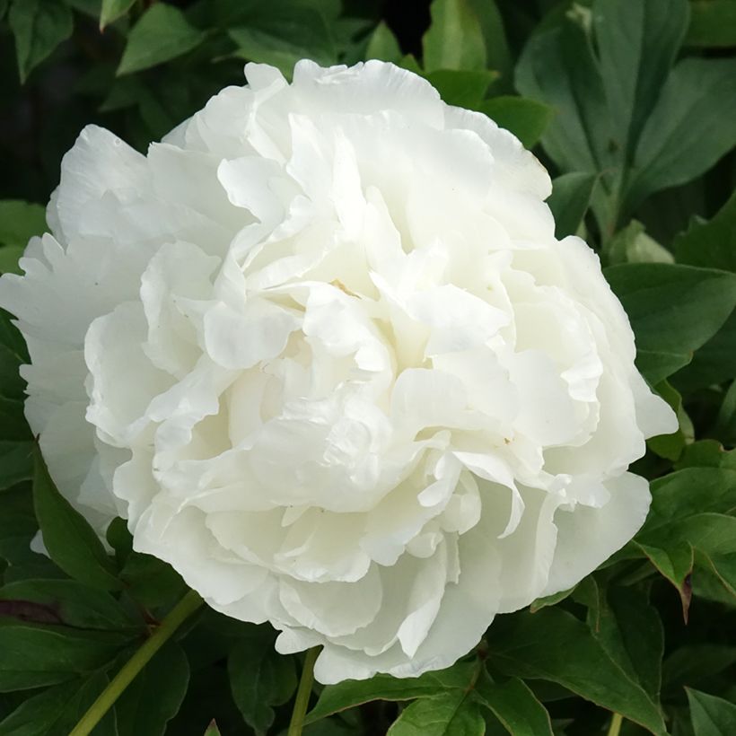 Peónia chinesa Puffed Cotton (Floração)
