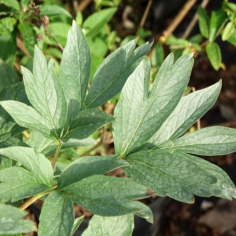 Peónia chinesa Raspberry Charm (Folhagem)