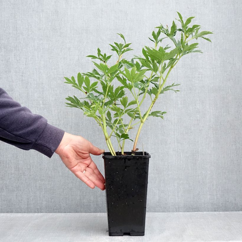 Amostra de Pivoine lactiflora Raspberry Charm Pot de 4L/5L tal como entregue na primavera