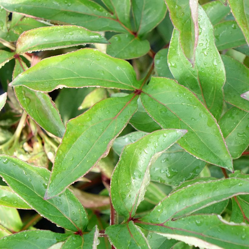 Peónia chinesa Red Charm (Folhagem)